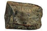 Fossil Hadrosaur (Edmontosaurus) Shed Tooth - Montana #352044-1